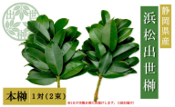 榊 浜松出世榊 本榊 純国産 1対（2束）※1日交換に間に合うように配送 国内産 日持ち 大きい 艶やか 肥料のみ使用 農薬不使用 浜松市 静岡県