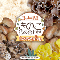 《 ３ヶ月 連続定期便 》 きのこ の 詰め合わせ Lサイズ 約2kg （茨城県共通返礼品 城里町） 定期便 キノコ 舞茸 あわび茸 たもぎ茸 しいたけ 花びら茸 セット 鍋 炒め物 [CX007sa]