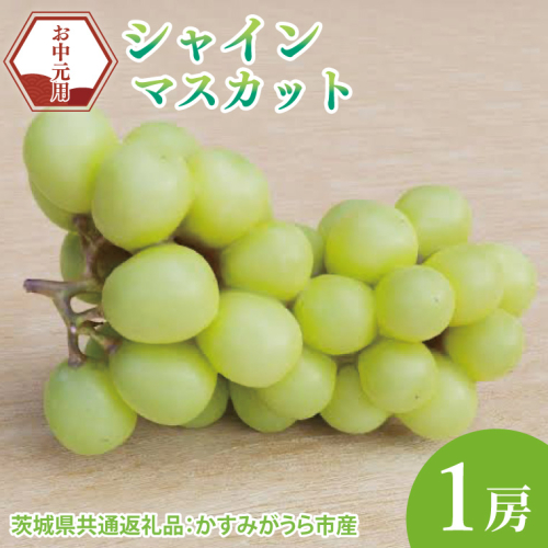 【先行予約】【お中元】シャインマスカット1房（茨城県共通返礼品：かすみがうら市）（CD177） 2072784 - 茨城県大子町