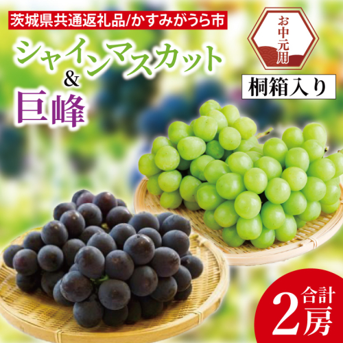 【先行予約】【お中元】シャインマスカットと巨峰 桐箱入り 2房（茨城県共通返礼品：かすみがうら市）（CD187） 2072785 - 茨城県大子町