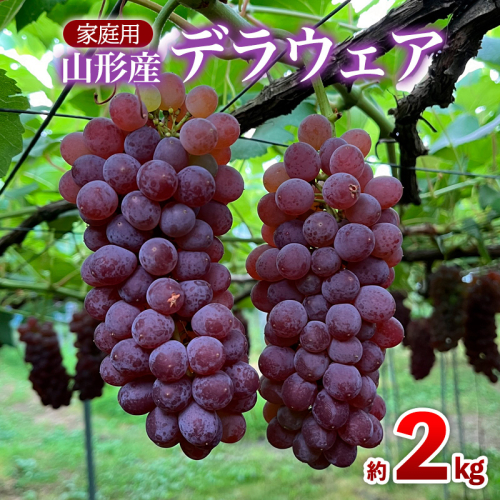 【家庭用】デラウェア 約2kg 12～16房 FY25-001 2072827 - 山形県山形市