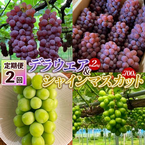 【定期便2回】デラウエア 約2kg 10房～16房＆シャインマスカット 約700g 1房 FY25-004 2072830 - 山形県山形市
