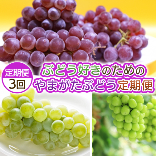 【定期便3回】ぶどう好きのためのやまがたぶどう定期便 【令和8年産先行予約】FS25-693 2072844 - 山形県山形市