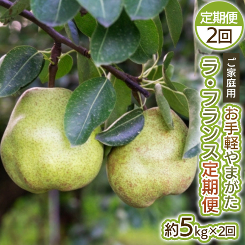 【定期便2回】お手軽 ご家庭用 やまがたラ・フランス 5kg×2回 FY25-039 2072845 - 山形県山形市