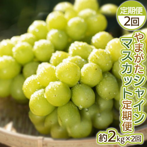【定期便2回】やまがた シャインマスカット 秀品 約2kg×2回【令和8年産先行予約】FS25-698 2072851 - 山形県山形市