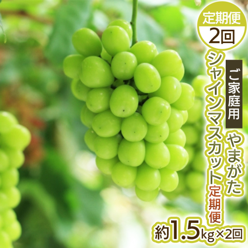 【定期便2回】ご家庭用 やまがた シャインマスカット 優品 約1.5kg×2回 FY25-047 2072853 - 山形県山形市