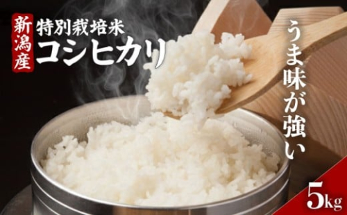 【令和7年産】年内発送 コシヒカリ 5kg 特別栽培米 コシヒカリ 精米 白米 米 お米 こめ 新米 ご飯 おにぎり 弁当 新潟県産コシヒカリ 新発田産 新潟コシヒカリ 新潟県 新発田市 豊浦ニューカントリー tnc001_01