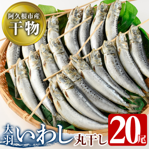 鹿児島県阿久根市産干物！大羽いわし丸干し(20尾)国産 鹿児島県産 魚介 魚貝 海産物 水産加工物 惣菜 簡単調理 セット 小分け【川本商店】akn030-09 207327 - 鹿児島県阿久根市