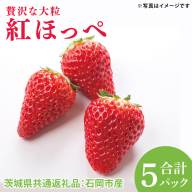 【先行予約】贅沢な大粒紅ほっぺ　1個入り× 5pc（茨城県共通返礼品：石岡市）※2025年12月より発送開始（CD105）