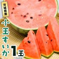茨城県 小玉すいか 1玉 新鮮 スイカ すいか 甘い 果物 夏野菜