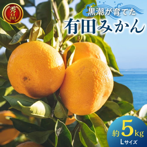 黒潮が育てた 有田みかん 約5kg (Lサイズ) 秀品_AE6103n 207577 - 和歌山県湯浅町