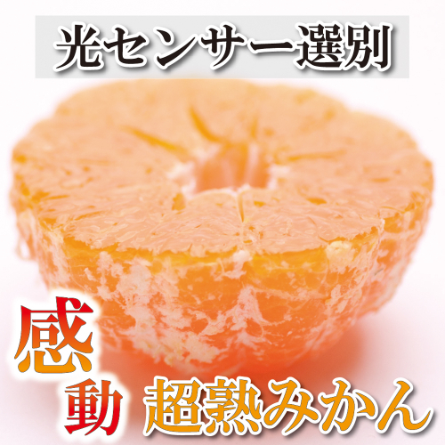 家庭用　超熟有田みかん1.5kg+45g（傷み補償分）【わけあり・訳あり】【菊みかん入り】【光センサー選別】＜11月上旬より順次発送予定＞【ikd004B】 207717 - 和歌山県北山村