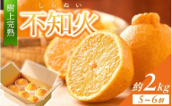 【限定】 不知火 樹上完熟 約2kg （5～6個入）【2026年2月下旬頃～4月中旬頃まで発送】 / 不知火 しらぬい デコポン みかん 柑橘 和歌山  家庭用 甘い【KG6】【kgr024】