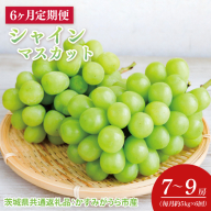 【先行予約】【2025年8月より発送開始】【6ヶ月定期便】6か月連続 シャインマスカット　毎月約5kg  (7〜9房）（茨城県共通返礼品：かすみがうら市産）｜シャインマスカット マスカット ぶどう 果物 フルーツ くだもの 定期便 フルーツ定期便 共通返礼品 先行予約 数量限定 茨城県 かすみがうら市産 大子町(CD150)