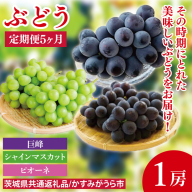 【先行予約】【2025年8月より発送開始】【5ヶ月定期便】ぶどうの定期便5か月　500g×1房（茨城県共通返礼品：かすみがうら市産）｜ぶどう 果物 フルーツ くだもの 定期便 フルーツ定期便 共通返礼品 先行予約 数量限定 茨城県 かすみがうら市産 大子町(CD151)