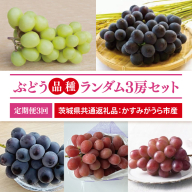 【先行予約】【2025年8月より発送開始】【3ヶ月定期便】ぶどう 品種ランダム3房セット （茨城県共通返礼品：かすみがうら市産）｜ぶどう 果物 フルーツ くだもの 定期便 フルーツ定期便 共通返礼品 先行予約 数量限定 茨城県 かすみがうら市産 大子町(CD156)