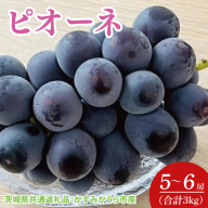 【先行予約】【2025年7月より発送開始】ピオーネ 3kg(5〜6房)（茨城県共通返礼品：かすみがうら市産）｜ぶどう ピオーネ 果物 フルーツ くだもの 共通返礼品 先行予約 数量限定 茨城県 かすみがうら市産 大子町(CD159)