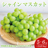 【先行予約】【2025年7月より発送開始】シャインマスカット 3kg(5〜6房)（茨城県共通返礼品：かすみがうら市産）｜シャインマスカット マスカット ぶどう 果物 フルーツ くだもの 共通返礼品 先行予約 数量限定 茨城県 かすみがうら市産 大子町(CD161)