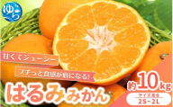 【来シーズン先行予約】農家直送  はるみみかん 約10kg S～4Lサイズ混合 ※2026年2月上旬～順次発送農家直送 / くだもの  果実  柑橘 果物 フルーツ 国産 和歌山県 由良町 ご家庭用 人気 おすすめ【nktn013】
