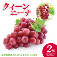 【先行予約】【2025年9月より発送開始】クインニーナ 500g×2房（茨城県共通返礼品：かすみがうら市産）|葡萄 ぶどう ブドウ 果物 くだもの フルーツ 数量限定 かすみがうら市産 共通返礼品 茨城県 大子町（CD163）