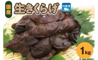 夫婦で育てた キクラゲ 生 1kg ( 500g ×2袋)  国産 【 きくらげ 生きくらげ 木耳 生キクラゲ 日本産 きのこ キノコ 青森 五所川原 】 クール便