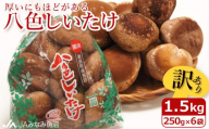 【家庭用】厚いにもほどがある「八色しいたけ」1.5kg（250g×6袋）訳あり 不ぞろい 農家応援