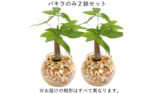 【観葉植物】土を使わないで清潔なミニ観葉植物 ゼオライト植え・ガラス鉢 丸形 2鉢セット（パキラ）【AG048VC01】【202609】 2081632 - 福岡県筑前町