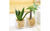 【観葉植物】土を使わないで清潔なミニ観葉植物 ゼオライト植え・ガラス鉢 キューブ形 2鉢セット（パキラとサンスベリア）｜観葉植物 インテリア 部屋 おしゃれ 福岡県筑前町 送料無料