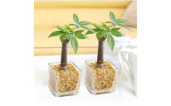 【観葉植物】土を使わないで清潔なミニ観葉植物 ゼオライト植え・ガラス鉢 キューブ形 2鉢セット（パキラ）｜観葉植物 インテリア 部屋 おしゃれ 福岡県筑前町 送料無料