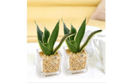 【観葉植物】土を使わないで清潔なミニ観葉植物 ゼオライト植え・ガラス鉢 キューブ形 2鉢セット（サンスベリア）｜観葉植物 インテリア 部屋 おしゃれ 福岡県筑前町 送料無料