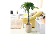 【観葉植物】パキラ 7号 ホワイトバスケット鉢カバー 高さ：約80cm～1m内外(鉢底より) ｜観葉植物 インテリア 部屋 おしゃれ 福岡県筑前町 送料無料