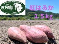 自然のままに。山下農園の超自然農法で育ったさつまいも（紅はるか）15kg