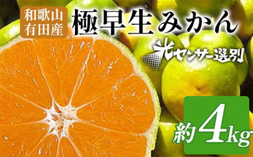 こだわりの極早生みかん 約4kg 農家直送 有機質肥料100% サイズ混合 ｜ みかん 極早生 早生 柑橘 果物 くだもの 果実 フルーツ 和歌山 有田 ※北海道・沖縄・離島への配送不可 ※2025年9月下旬～10月中旬頃に順次発送予定 2083395 - 和歌山県美浜町