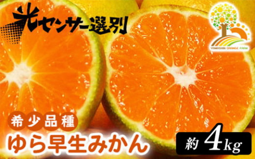 ゆら早生 みかん 濃厚な味わい 約4kg 希少品種《有機質肥料100％》極早生 ｜ 由良 ゆら 早生 わせ 柑橘 果物 くだもの フルーツ 和歌山 有田 ※2025年10月上旬～11月中旬頃に順次発送予定 ※北海道・沖縄・離島への配送不可 2084454 - 和歌山県美浜町