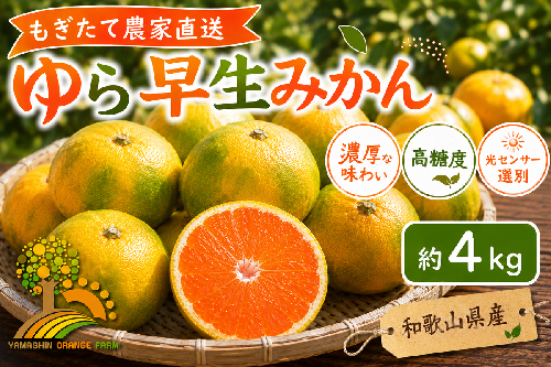 【先行予約】ゆら早生 みかん 濃厚な味わい 約4kg 希少品種《有機質肥料100％》極早生 ｜ 由良 ゆら 早生 わせ 柑橘 果物 くだもの フルーツ 和歌山 有田 2084454 - 和歌山県美浜町