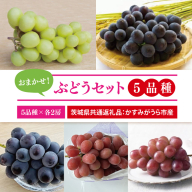 【先行予約】【2025年9月より発送開始】おまかせ！ぶどうセット 5品種×各2房（茨城県共通返礼品：かすみがうら市産）|葡萄 ぶどう ブドウ 果物 くだもの フルーツ シャインマスカット ピオーネ 巨峰 我が道 ゴルビー 数量限定 かすみがうら市産 共通返礼品 茨城県 大子町（CD171）