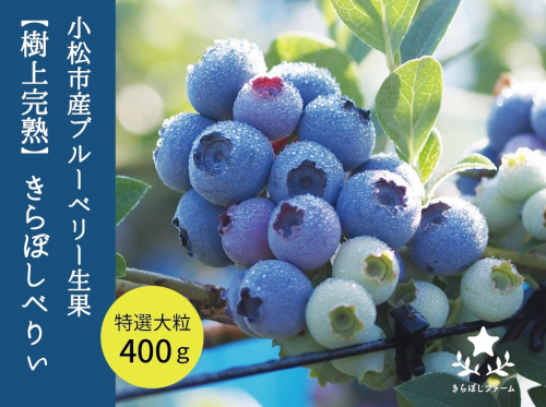 小松産ブルーベリー【きらぼしべりぃ】生果　400g 013021 208489 - 石川県小松市