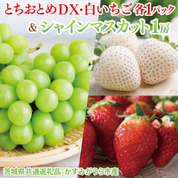 種無し皮ごと食べられる、シャインマスカットといちごのとちおとめ、白いちごの２品種が食べられるセットになります。 【内容量】 ・シャインマスカット1房 ・とちおとめDX1パック ・白いちご1パック （茨
