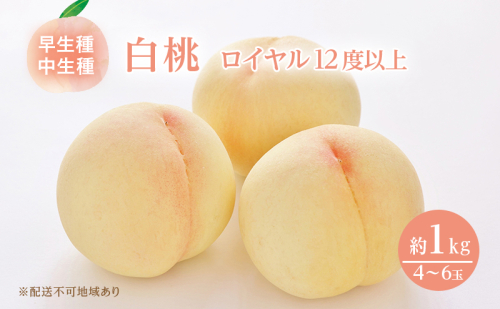 桃 2026年 先行予約 岡山 白桃 ロイヤル 4～6玉 約1kg JA おかやま のもも（早生種・中生種） もも モモ 岡山県産 国産 フルーツ 果物 ギフト 甘い 美味しい 産地直送 贈り物 高糖度  208595 - 岡山県里庄町