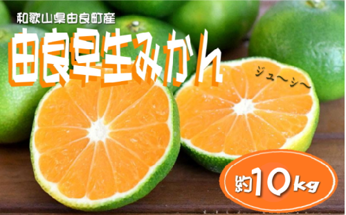 和歌山由良町産 由良早生みかん 約10kg 訳あり キズ 御家庭用 サイズ混合【sml136】 2086329 - 和歌山県紀美野町