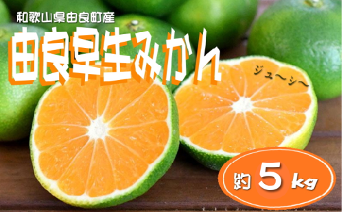 和歌山由良町産 由良早生みかん 約5kg 訳あり キズ 御家庭用 サイズ混合【sml135】 2086330 - 和歌山県紀美野町