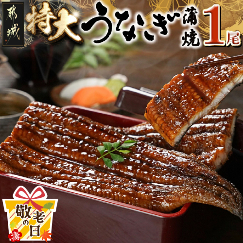 【敬老の日】宮崎県育ちの【特大】うなぎ蒲焼1尾210g以上≪山椒・たれ付≫≪9月11日～15日お届け≫_11-M301-KG 2086437 - 宮崎県都城市
