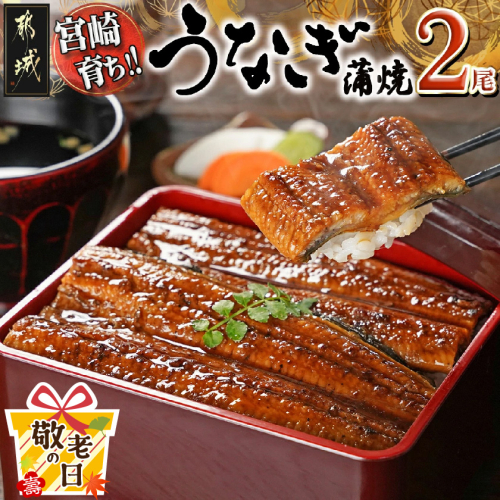 【敬老の日】宮崎県育ちのうなぎ蒲焼2尾300g以上≪山椒・たれ付≫≪9月11日～15日お届け≫_13-M301-KG 2086438 - 宮崎県都城市