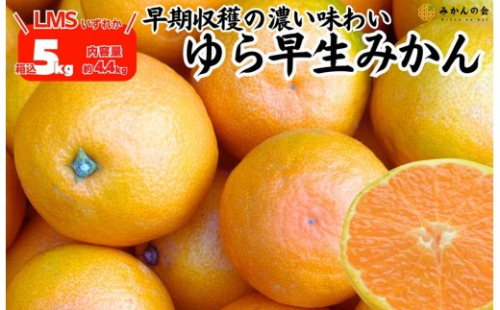 ゆら早生 みかん 箱込5kg(内容量 4.4kg) SMLサイズのいずれか 秀品 優品 混合 有田みかん 和歌山県産 【みかんの会】［2026年10月下旬頃より順次発送予定］ 2086967 - 和歌山県有田川町