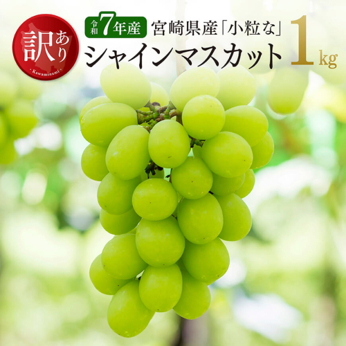 【令和７年産】【訳あり】宮崎県産　小粒なシャインマスカット1kg 【 ぶどう 果物 葡萄 フルーツ ブドウ デザート 川南町産 数量限定 期間限定 】 2087254 - 宮崎県川南町