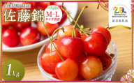 【令和7年産先行予約】さくらんぼ 佐藤錦 バラ詰め M～L混合 1kg (500g×2P)　【市制施行20周年記念返礼品】　庄内さくらんぼ園