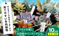 多肉植物 10品種10鉢セット 植物 セット 初心者 育てやすい 多肉植物 三次市/園芸王国パスタイム [APCJ001]