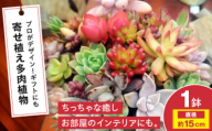 多肉植物 オリジナル寄せ植え 植物 多肉植物 寄せ植え インテリア 三次市/園芸王国パスタイム [APCJ005]