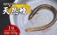天然鰻 北関東の清流「那珂川産」 1尾 526～575g 真空冷凍  | 鰻 うなぎ ウナギ 天然 天然うなぎ 希少 貴重 鮮魚 新鮮 北関東 清流 蒲焼 かば焼き 白焼き 炭火焼 うな重 うな丼  Riverline 栃木県 茂木町