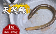 天然鰻 北関東の清流「那珂川産」 1尾 376～425g 真空冷凍 | 鰻 うなぎ ウナギ 天然 天然うなぎ 希少 貴重 鮮魚 新鮮 北関東 清流 蒲焼 かば焼き 白焼き 炭火焼 うな重 うな丼 Riverline 栃木県 茂木町